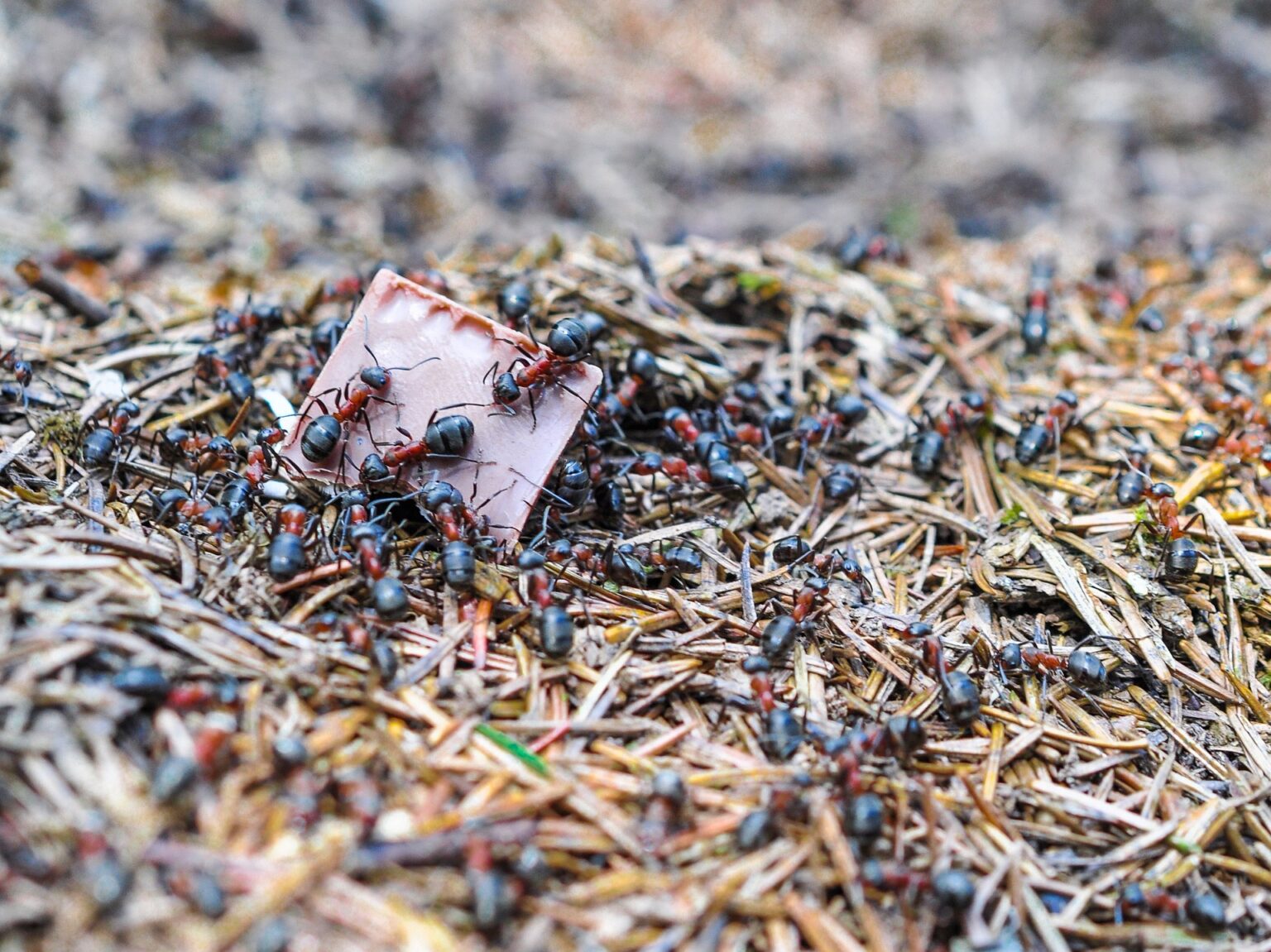 Les scandales vont éclater dans le Béthunois le coup de pied dans la